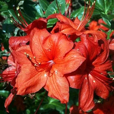 Азалия ДОЛОРОСО листопадная  Азалия ДОЛОРОСО листопадная в Балашихе