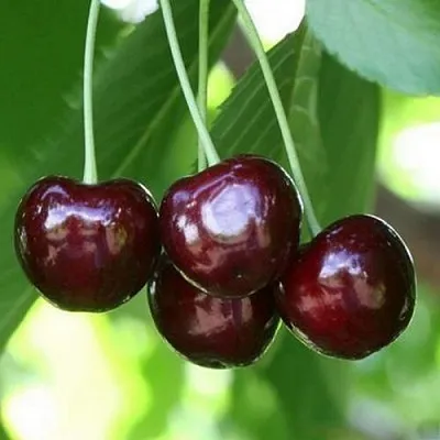 Черешня ЛЕНИНГРАДСКАЯ ЧЁРНАЯ  Черешня ЛЕНИНГРАДСКАЯ ЧЁРНАЯ в Балашихе