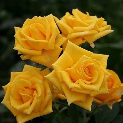 Саженцы роз ШАНИ спрей в Балашихе