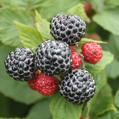 Черная в Балашихе