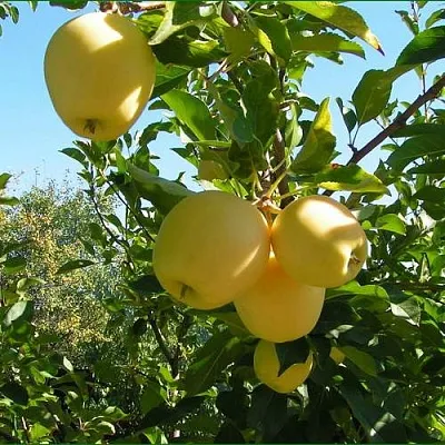 Яблоня ГОЛДЕН МИЛЛЕНИУМ  Яблоня ГОЛДЕН МИЛЛЕНИУМ в Балашихе