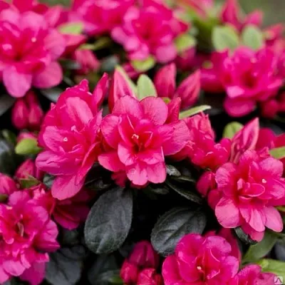 Азалия КАНЗОНЕТТА японская  Азалия КАНЗОНЕТТА японская в Балашихе