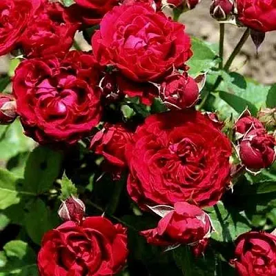 Саженцы роз ТАМАНГО спрей в Балашихе