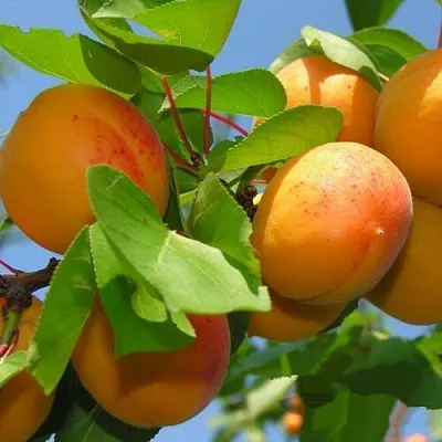 Абрикос КИЕВСКИЙ РАННИЙ в Балашихе