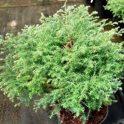 Кипарисовик СКВАРРОЗА горохоплодный в Балашихе