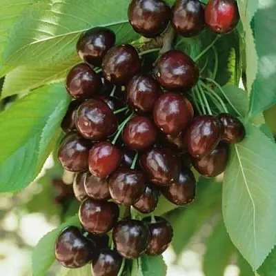 Черешня РЕВНА  Черешня РЕВНА в Балашихе