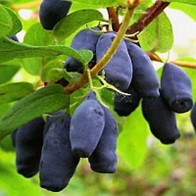 Жимолость съедобная МОСКОВСКАЯ в Балашихе