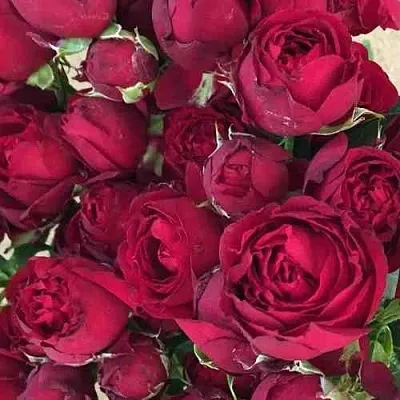 Саженцы роз РЕД БАБЛС спрей в Балашихе