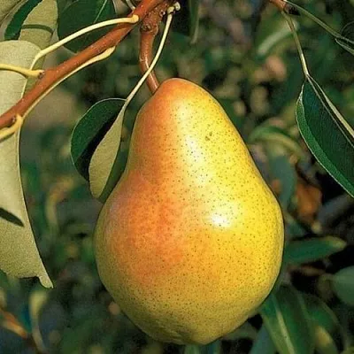 Груша ВЕЛЕСА  Груша ВЕЛЕСА в Балашихе