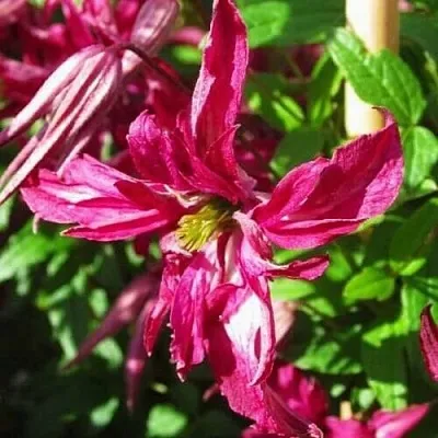 Клематис РОЗАЛИН  Клематис РОЗАЛИН в Балашихе