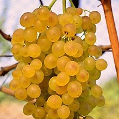 Виноград КИШМИШ КОКТЕЙЛЬ в Балашихе