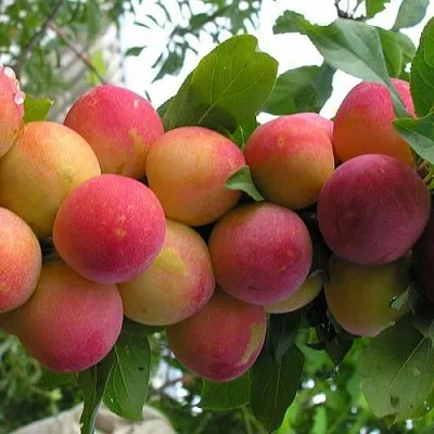 Слива СКОРОПЛОДНАЯ в Балашихе