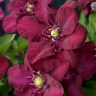 Клематис ЯН III СОБЕСКИ  Клематис ЯН III СОБЕСКИ в Балашихе