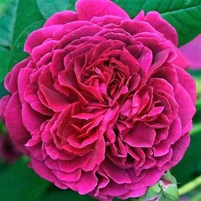 Саженцы роз ВИЛЬЯМ ШЕКСПИР английская  Саженцы роз ВИЛЬЯМ ШЕКСПИР английская в Балашихе