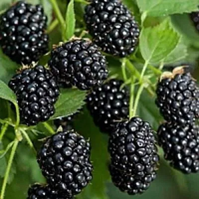 Бесшипная в Балашихе