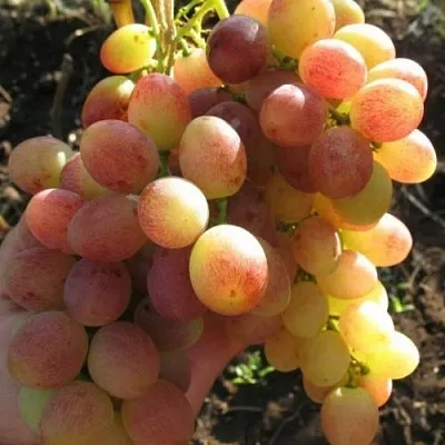 Виноград ТАСОН в Балашихе