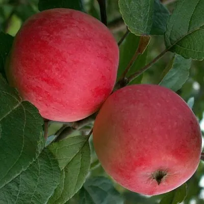 Яблоня СУЙСЛЕПСКОЕ (МАЛИНОВКА)  Яблоня СУЙСЛЕПСКОЕ (МАЛИНОВКА) в Балашихе