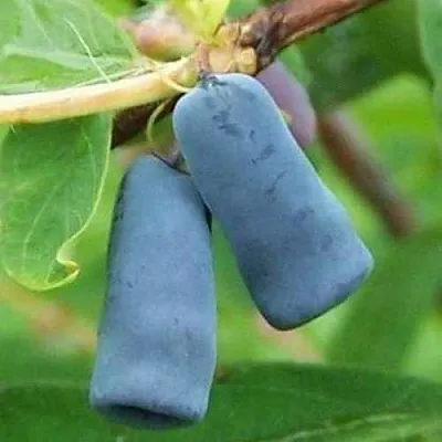 Жимолость съедобная ЗИНРИ в Балашихе