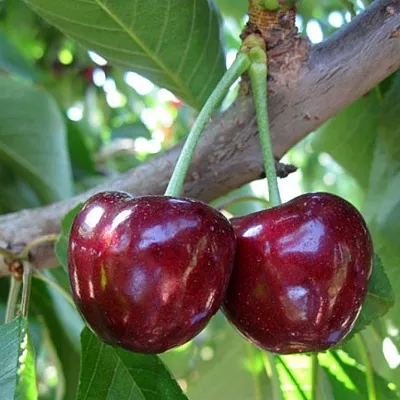 Черешня СЮБАРОВСКАЯ  Черешня СЮБАРОВСКАЯ в Балашихе