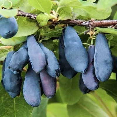 Жимолость съедобная СИБИРЯЧКА в Балашихе