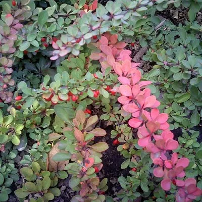 Барбарис ГРИН КАРПЕТ тунберга в Балашихе