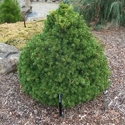 Ель ТОМПА обыкновенная в Балашихе