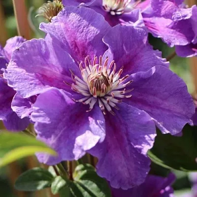 Клематис АШВА  Клематис АШВА в Балашихе