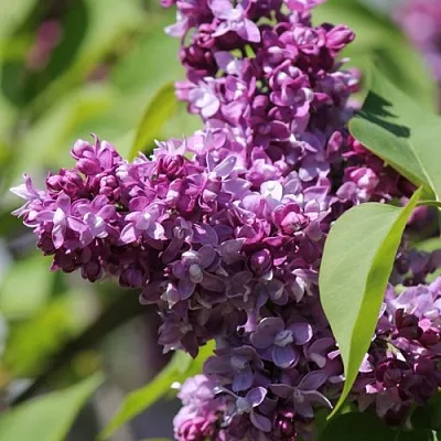 Сирень ИЗОБИЛИЕ  Сирень ИЗОБИЛИЕ в Балашихе