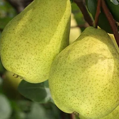 Груша СКАЗОЧНАЯ   Груша СКАЗОЧНАЯ  в Балашихе