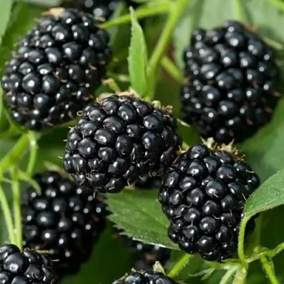 Ежевика ТРИПЛ КРАУН бесшипная  Ежевика ТРИПЛ КРАУН бесшипная в Балашихе