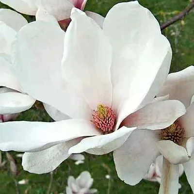 Магнолия АЛЬБА СУПЕРБА в Балашихе