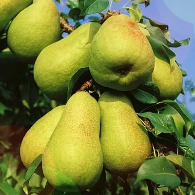 Груша НЕЖНОСТЬ колонновидная	  Груша НЕЖНОСТЬ колонновидная	 в Балашихе