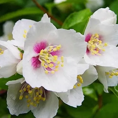 Жасмин БЕЛЬ ЭТУАЛЬ  Жасмин БЕЛЬ ЭТУАЛЬ в Балашихе