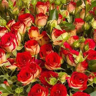 Саженцы роз РУБИЭЛЛА спрей в Балашихе