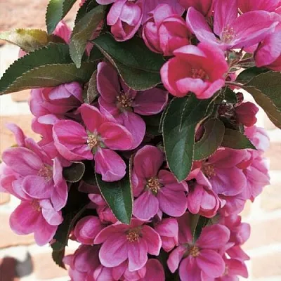 Яблоня ЗЕЛЁНЫЙ БУКЕТ декоративная  Яблоня ЗЕЛЁНЫЙ БУКЕТ декоративная в Балашихе