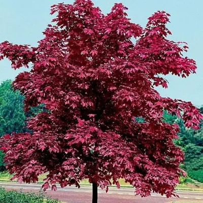 Клен КРИМСОН КИНГ остролистный  Клен КРИМСОН КИНГ остролистный в Балашихе