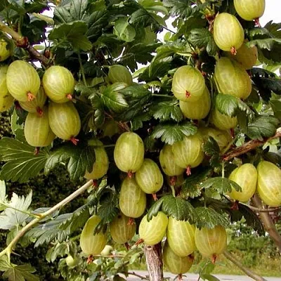 Крыжовник ИНВИКТА в Балашихе