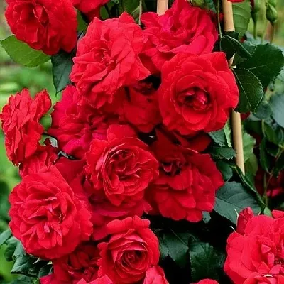 Саженцы роз АМАДЕУС плетистая  Саженцы роз АМАДЕУС плетистая в Балашихе