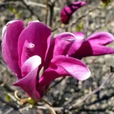 Магнолия СЬЮЗАН в Балашихе