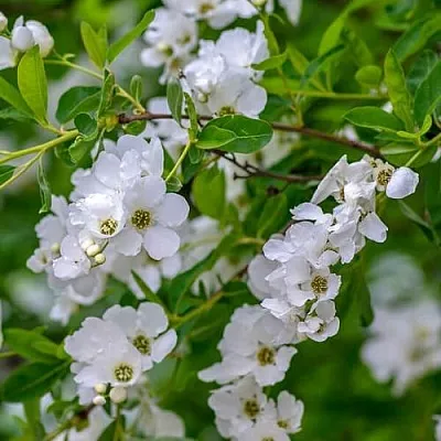 Экзохорда в Балашихе