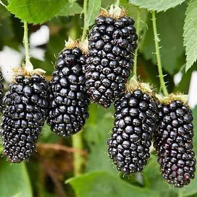 Ежевика КАРАКА БЛЭК  Ежевика КАРАКА БЛЭК в Балашихе