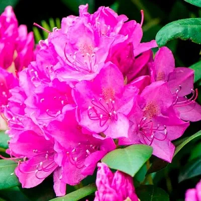 Азалия ПУРПУРТРАУМ японская  Азалия ПУРПУРТРАУМ японская в Балашихе