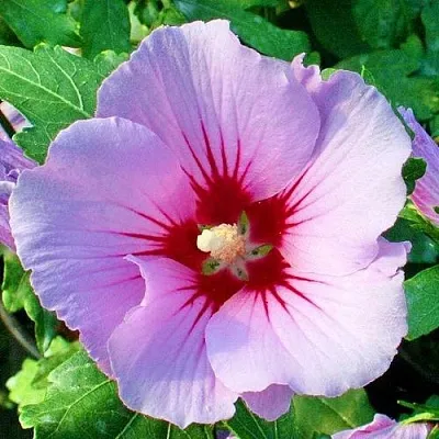 Гибискус ПИНК ФЛИРТ сирийский  Гибискус ПИНК ФЛИРТ сирийский в Балашихе