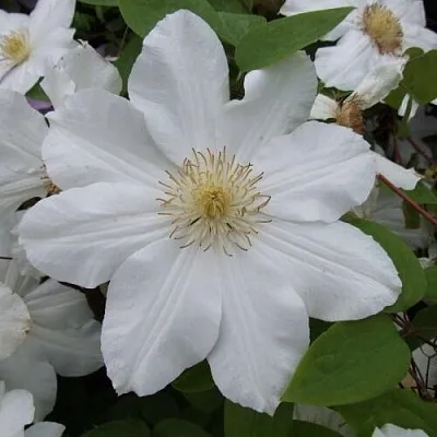 Клематис в Балашихе