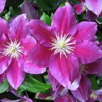 Клематис ХАНИЯ  Клематис ХАНИЯ в Балашихе