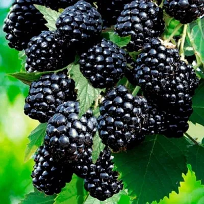 Ежевика ЛОХТЕЙ бесшипная  Ежевика ЛОХТЕЙ бесшипная в Балашихе