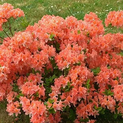 Рододендрон ЯПОНСКИЙ ОРАНЖЕВЫЙ  Рододендрон ЯПОНСКИЙ ОРАНЖЕВЫЙ в Балашихе