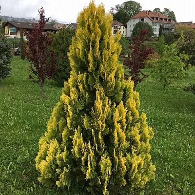 Туя ЕЛЛОУ РИББОН западная в Балашихе