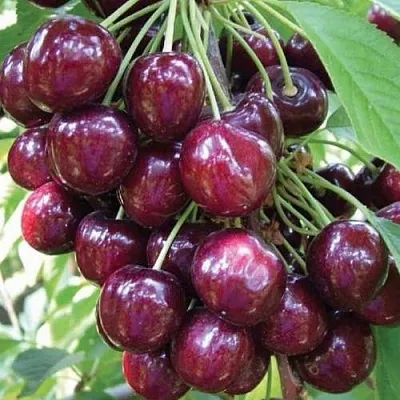 Черешня СЭМ колонновидная  Черешня СЭМ колонновидная в Балашихе