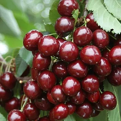 Черешня СИЛЬВИЯ колоновидная  Черешня СИЛЬВИЯ колоновидная в Балашихе